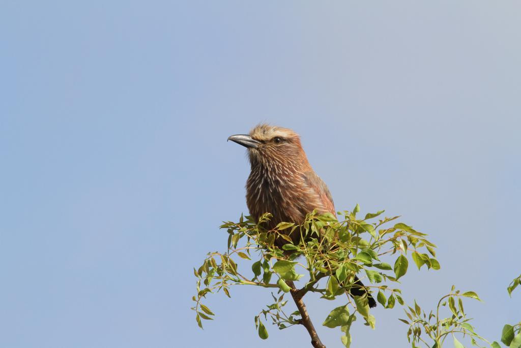 Treetops มาร์ลอทพาร์ค ภายนอก รูปภาพ